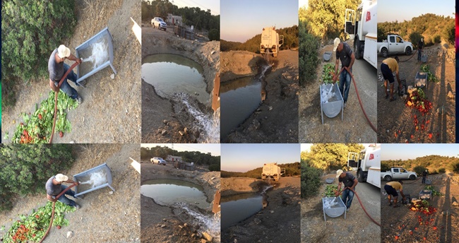 Çırkan Mahalle Muhtarlığından Örnek Proje 1 cirkan mahalle muhtarligi sokak hayvanlari