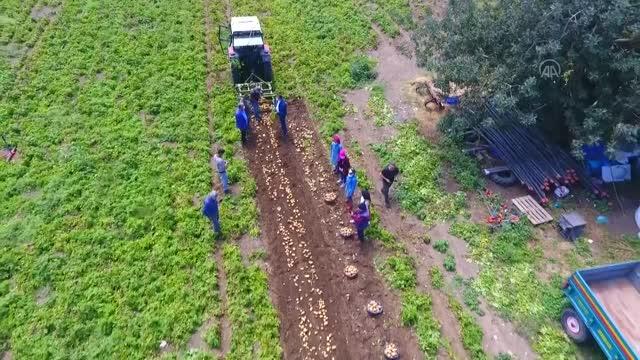 Datça'da Hasadı Başlayan Turfanda Patates Üreticisini Mutlu Etti 8 datca da hasadi baslayan turfanda patates 14080079 o