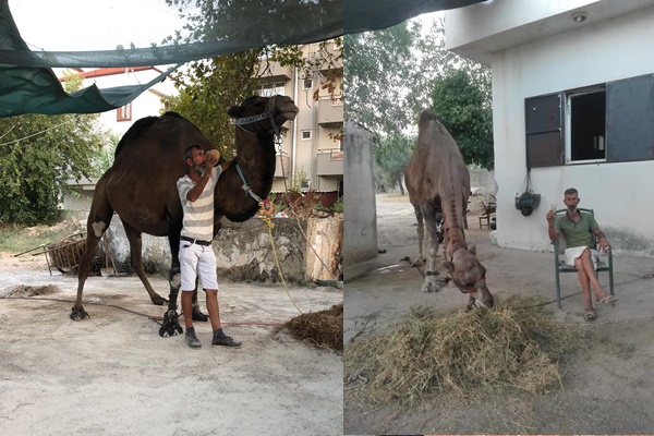 Deve Saldırısı Sonucu Hayatını Kaybetti 17 devenin saldirisi sonucu hayatini kaybetti