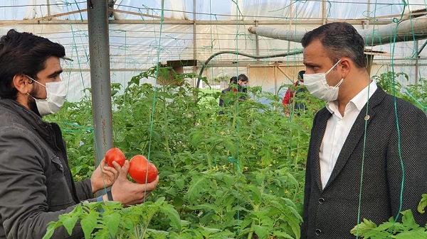 Erbay: Rusya’ya Domates Ihracatı Önündeki Kota Engeli Kaldırılsın 9 domates 2