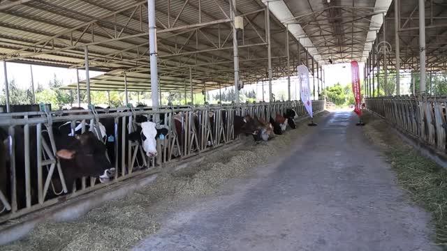 "Dünya Süt Günü" Etkinlikleri 7 dunya sut gunu etkinlikleri 3 14171520 o