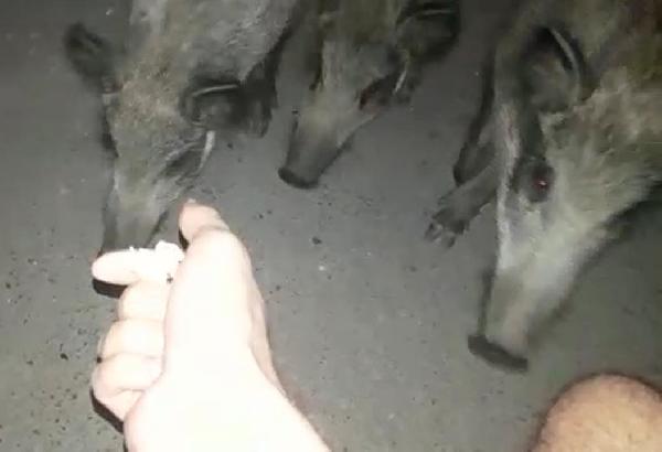 Taksi Durağının Yanına Inen Yaban Domuzlarını Eliyle Besledi 1 f124e0e4cfbe894672ea9b0c1b630dfa