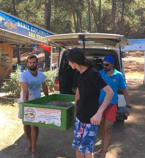 Dalyan Kanalı'nda Ölü Caretta Caretta Bulundu 1 fa560e4ac9bebe3b14c4f18900583265