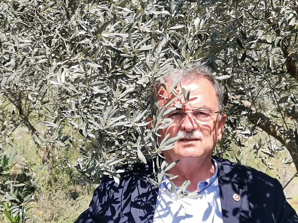 Gi̇rgi̇n: Çi̇ftçi̇mi̇z Adeta Sira Dayağindan Geçi̇ri̇li̇yor 2 girgin zeytin foto 3