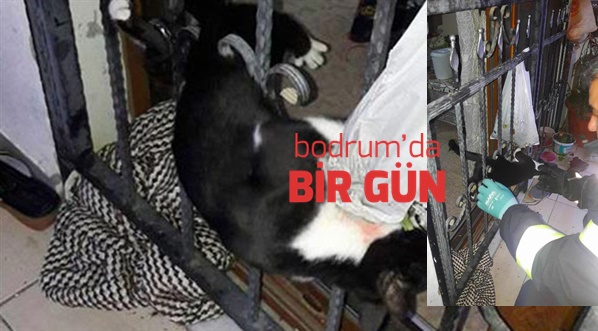 Kapı Demirine Sıkışan Kedi Kurtarıldı 12 kapi demirine sikisan kedi kurtarildi 408971 5