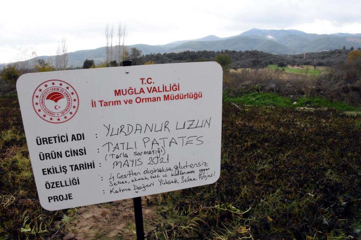 Hasadına Başlanan Mor Patates, Üreticisini Mutlu Etti 16 mugla da mor patates hasadi yapildi 14551152 amp