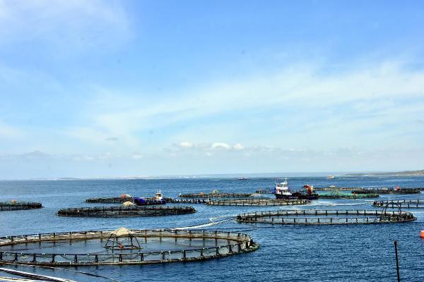Muğla'dan Geçen Yıl 78 Ülkeye Balık Ihraç Edildi 7 mugla dan gecen yil 78 ulkeye balik ihrac edi 10 13881955 o