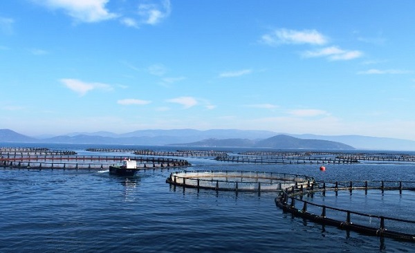 Muğla'da 97 Bin Ton Ihracatı Yapılarak 563 Milyon Dolar Gelir Elde Edildi 19 mugladan 54 ulkeye su urunleri ihracati h116142 bf95e