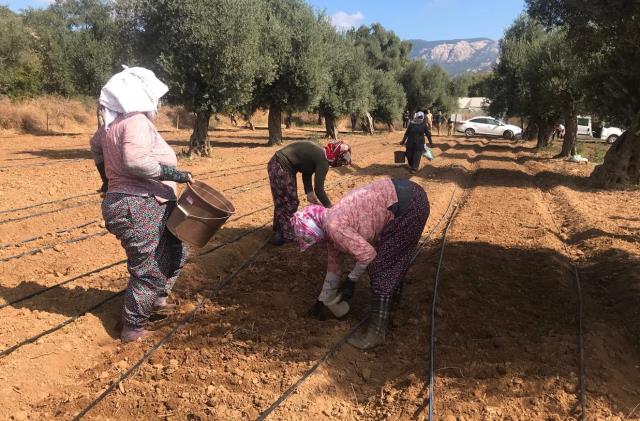 Muğla Salep Için Bir Gen Bankası 6 muglali ureticiler salep taleplerine yetisemi 3 14424417 o