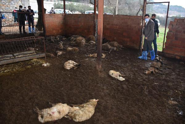 Sokak Köpekleri, Ağıldaki 63 Koyun Ve Kuzuyu Telef Etti 9 sokak kopekleri agildaki 63 koyun ve kuzuyu t 13841394 o